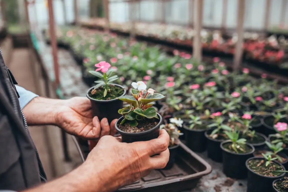 Articles de jardin à Matha